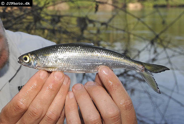 (Bryconops) Род БРИКОНОПСЫ 18 видов